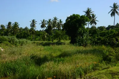 DSC_8515 (Large).JPG